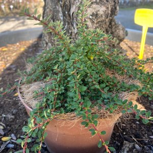 Skalník nízky (Cotoneaster congestus) 'MIRELLE' výška: 10-20 cm, ⌀ 10-20 cm, kont. C2L